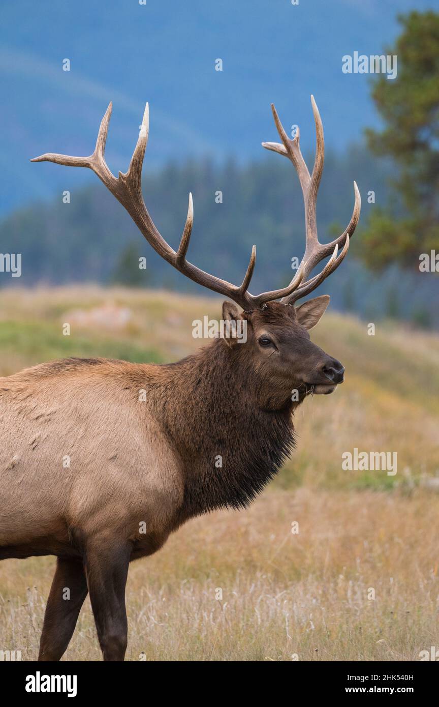 Wild Elk (Wapiti) (Cervus canadensis) während der Herbstwüstung, Jasper National Park, UNESCO-Weltkulturerbe, Alberta, Kanadische Rockies, Kanada Stockfoto