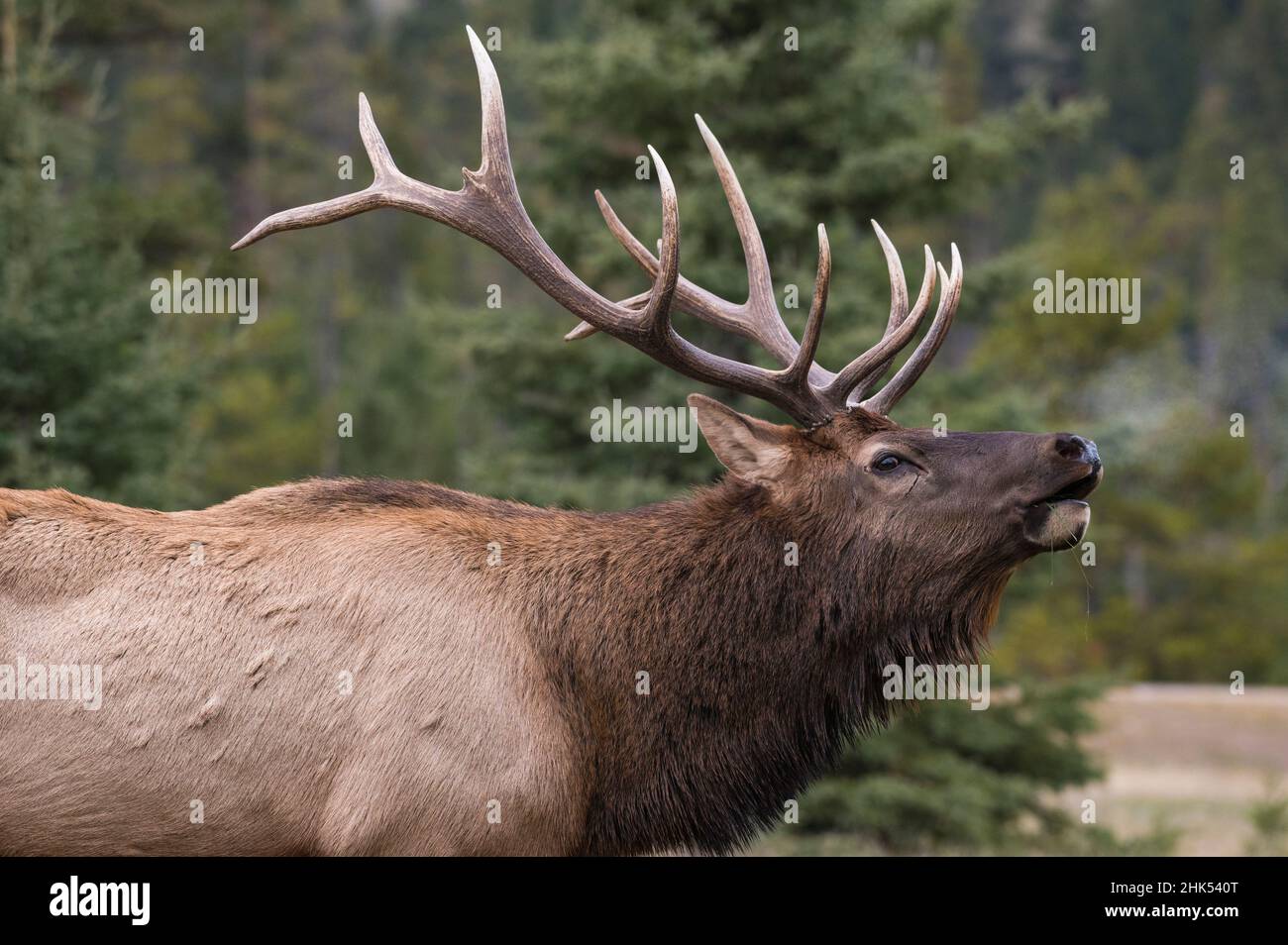 Wilder Elch (Wapiti) (Cervus canadensis), der während der herbstlichen Furche bugelt, Jasper National Park, UNESCO-Weltkulturerbe, Alberta, Kanadische Rockies Stockfoto