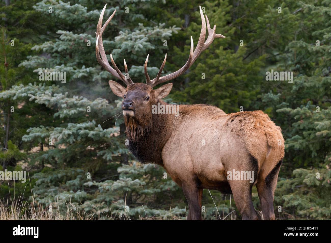Wilder Elch (Wapiti) (Cervus canadensis), der während der herbstlichen Furche bugelt, Jasper National Park, UNESCO-Weltkulturerbe, Alberta, Kanadische Rockies Stockfoto