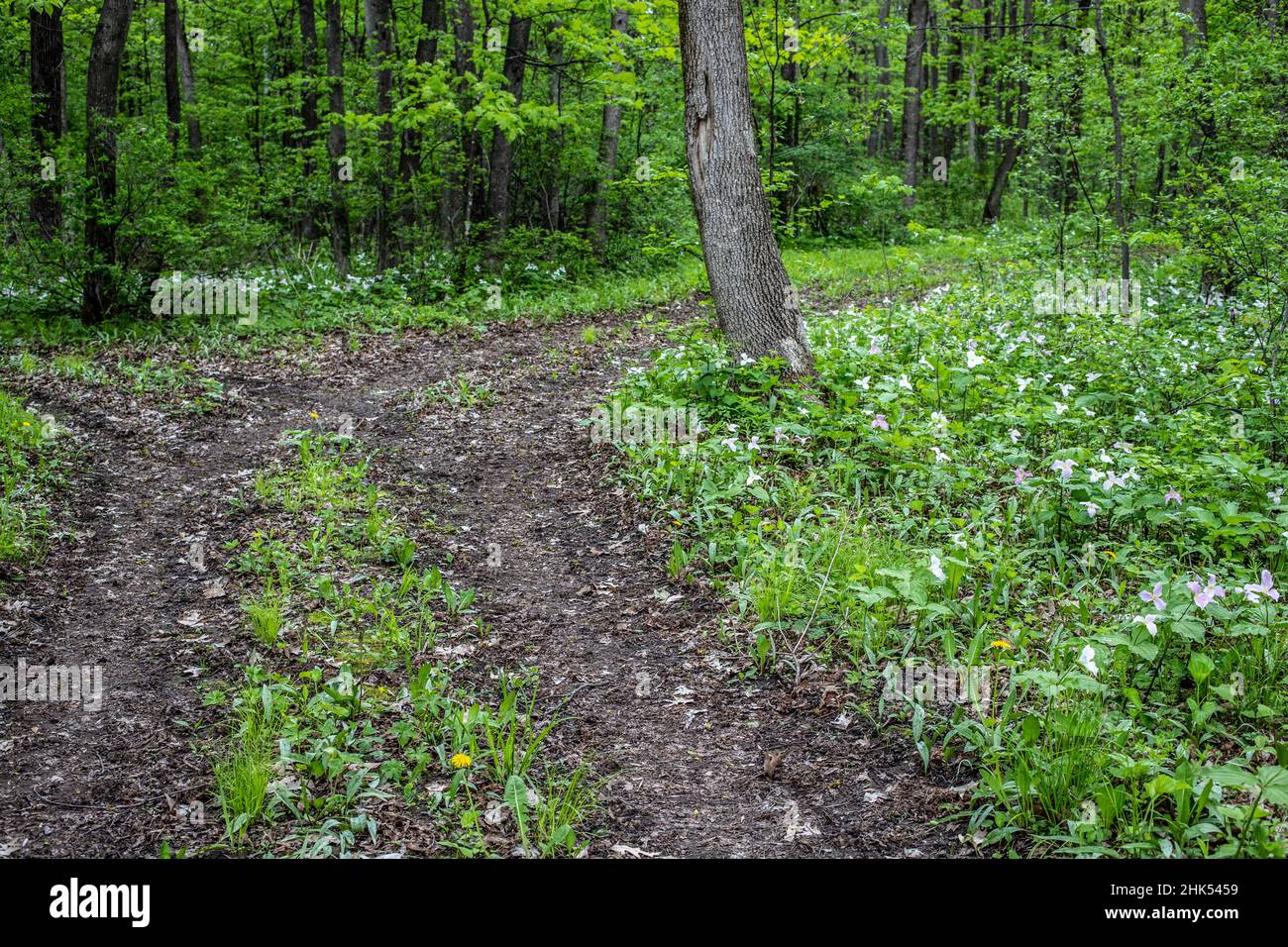 Trillien wachsen im Wald entlang eines Weges durch den Wald. Stockfoto