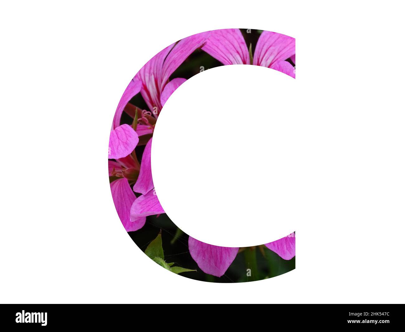 Buchstabe C des Alphabets mit einer rosa Blume aus Pelargonium, isoliert auf weißem Hintergrund Stockfoto