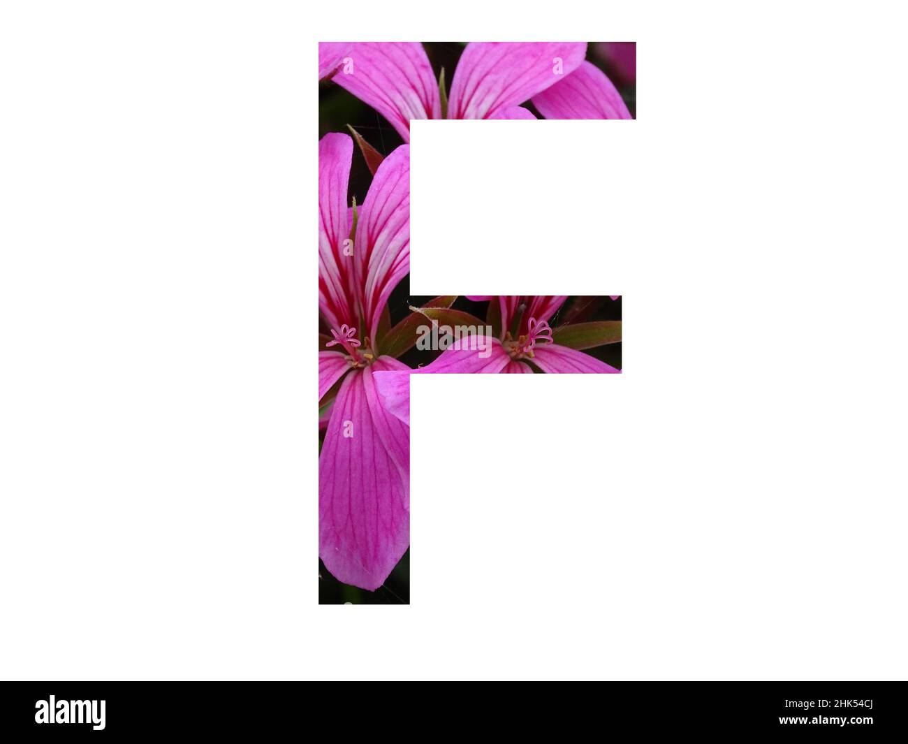 Buchstabe F des Alphabets mit einer rosa Blume aus Pelargonium, isoliert auf weißem Hintergrund Stockfoto