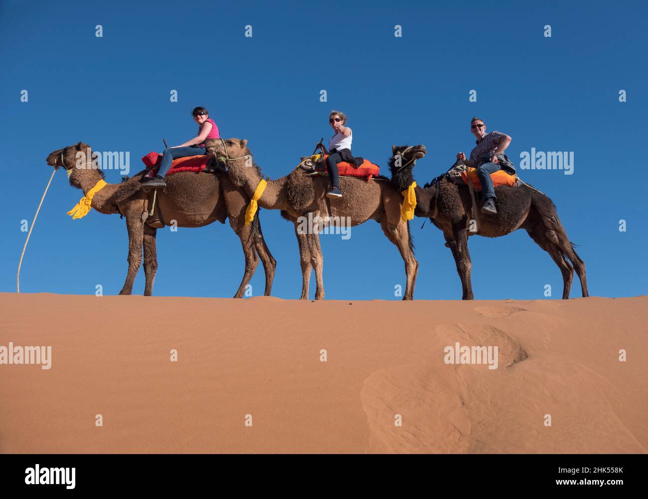 Touristen reiten Kamele in der Erg Chebbi Wüste, Sahara Wüste, Marokko, Nordafrika, Afrika Stockfoto
