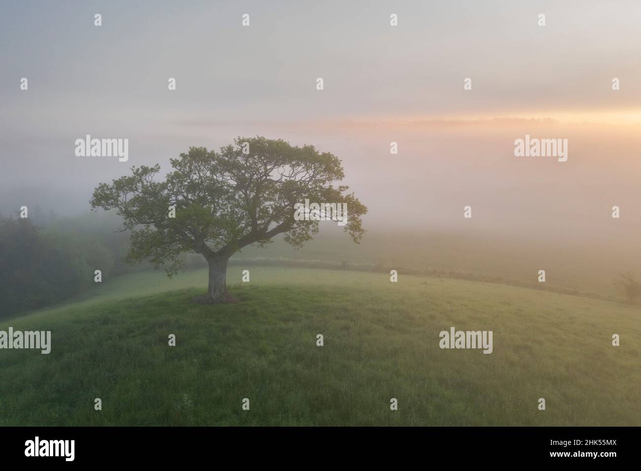 Eineinziger Baum auf einem Hügel bei Sonnenaufgang an einem nebligen Sommermorgen, Devon, England, Vereinigtes Königreich, Europa Stockfoto