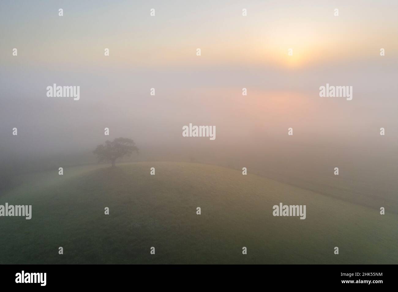 Eineinziger Baum auf einem Hügel bei Sonnenaufgang an einem nebligen Sommermorgen, Devon, England, Vereinigtes Königreich, Europa Stockfoto