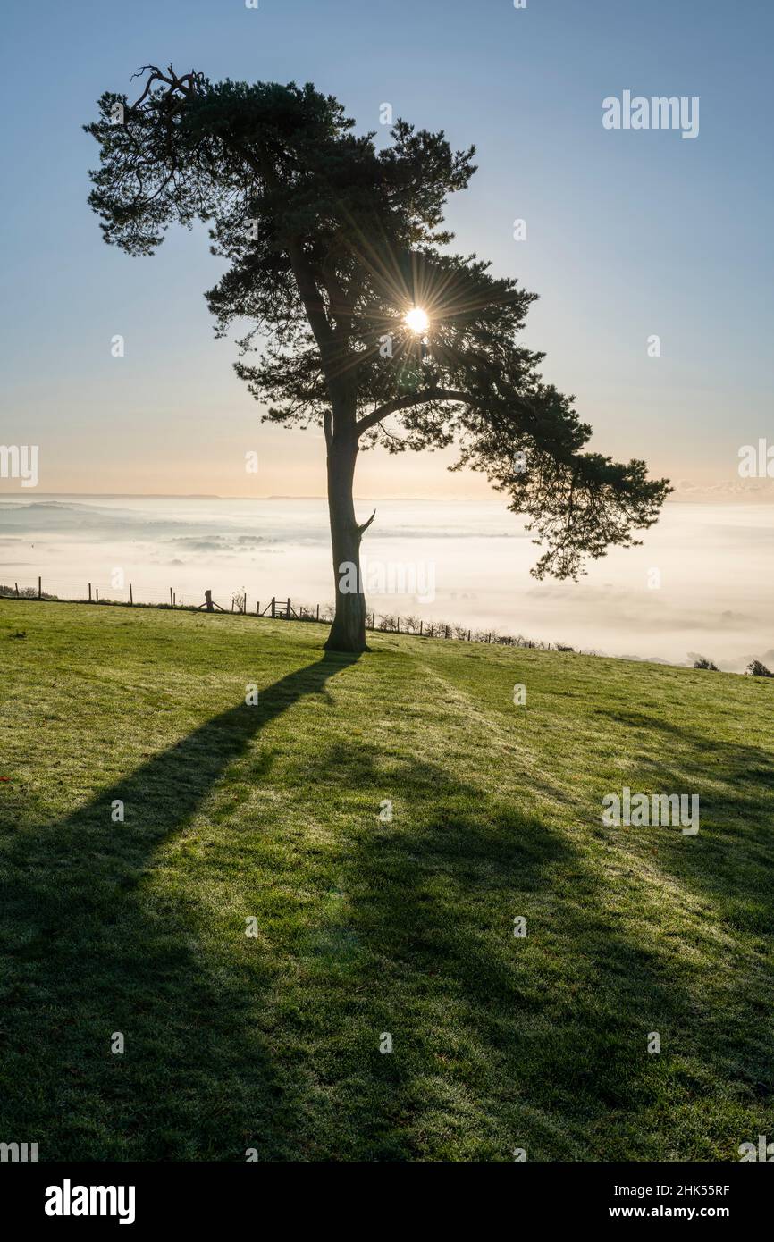 Einbunter Tannenbaum auf einem Hügel an einem nebligen, sonnigen Herbstmorgen, Devon, England, Vereinigtes Königreich, Europa Stockfoto