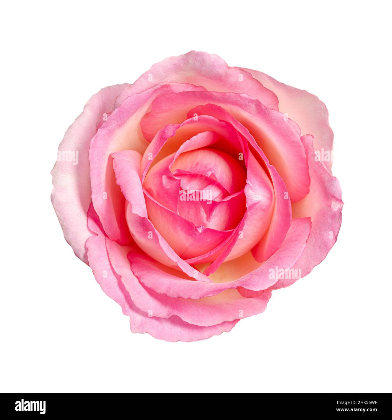 Rosenblüte, von oben, isoliert, auf weißem Grund. Hellrosa gefärbter Blütenkopf einer frisch geschnittenen Gartenrose, auch bekannt als Chinarose. Stockfoto