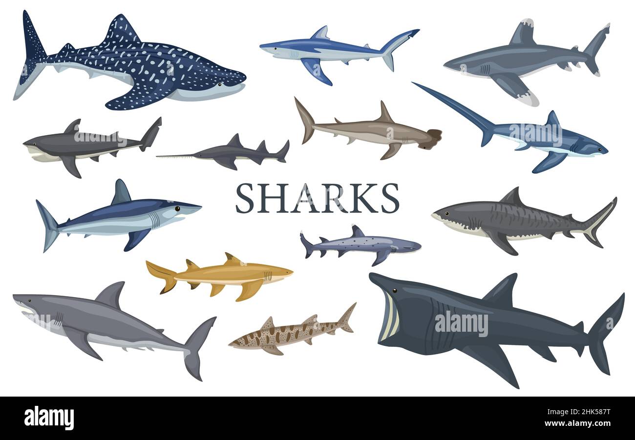 Setzen Sie Hai isoliert auf weißem Hintergrund in flach. Verschiedene Arten von Haien Hammerhead, weiß, Leopard, mako, Stier, Säge, Fuchs, sonnen, Tiger. Design Meer Stock Vektor