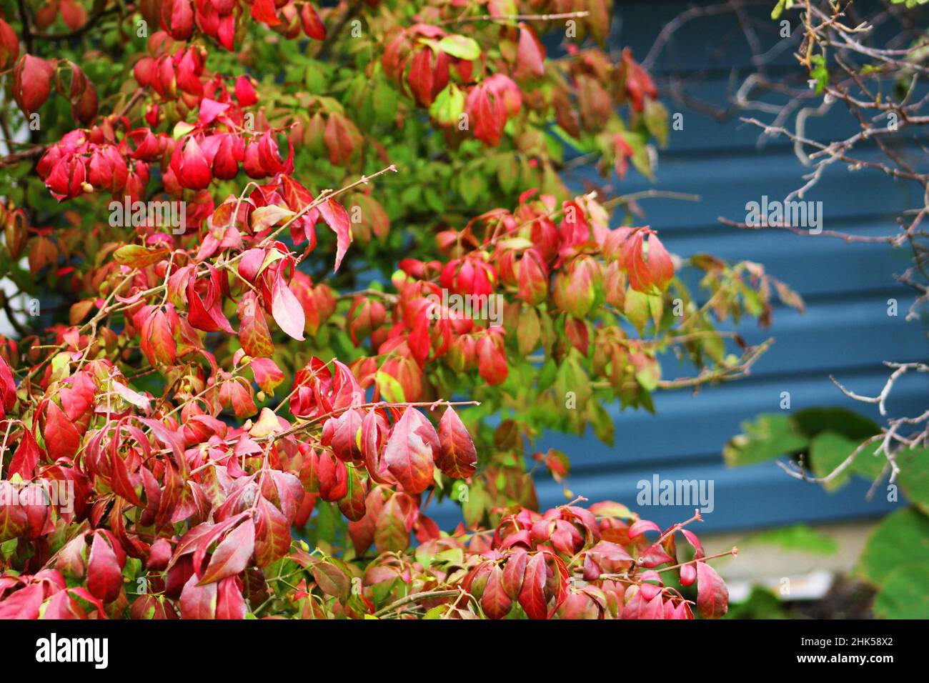 Ein brennender Busch im Herbst, Blätter teilweise rosa. Stockfoto