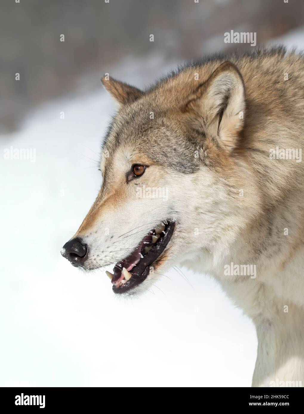 Tundra Wolf (Canis lupus albus) Nahaufnahme im Winterschnee mit den Bergen im Hintergrund Stockfoto