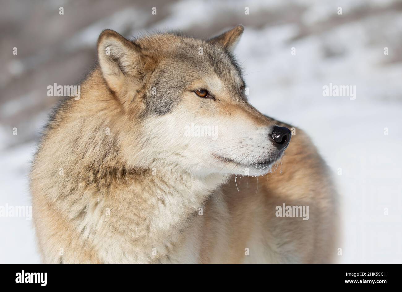 Tundra Wolf (Canis lupus albus) Nahaufnahme im Winterschnee mit den Bergen im Hintergrund Stockfoto