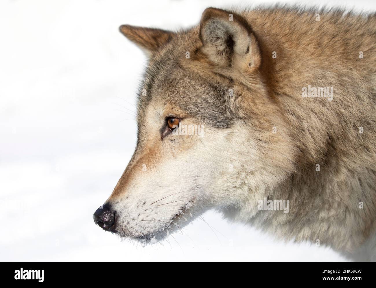 Tundra Wolf (Canis lupus albus) Nahaufnahme im Winterschnee mit den Bergen im Hintergrund Stockfoto
