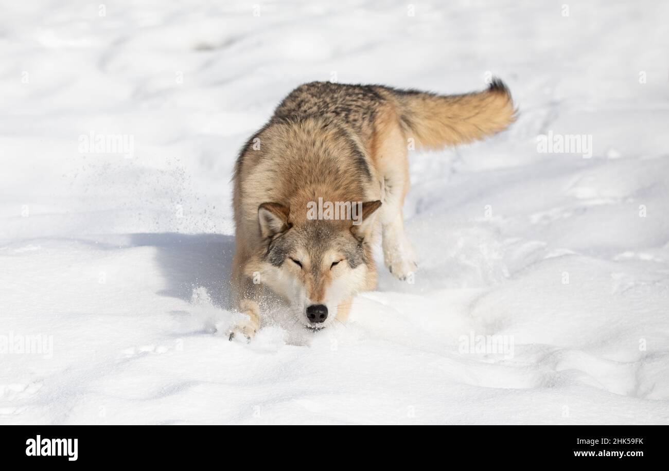 Tundra Wolf (Canis lupus albus) beim Wandern im Winterschnee mit den Bergen im Hintergrund Stockfoto