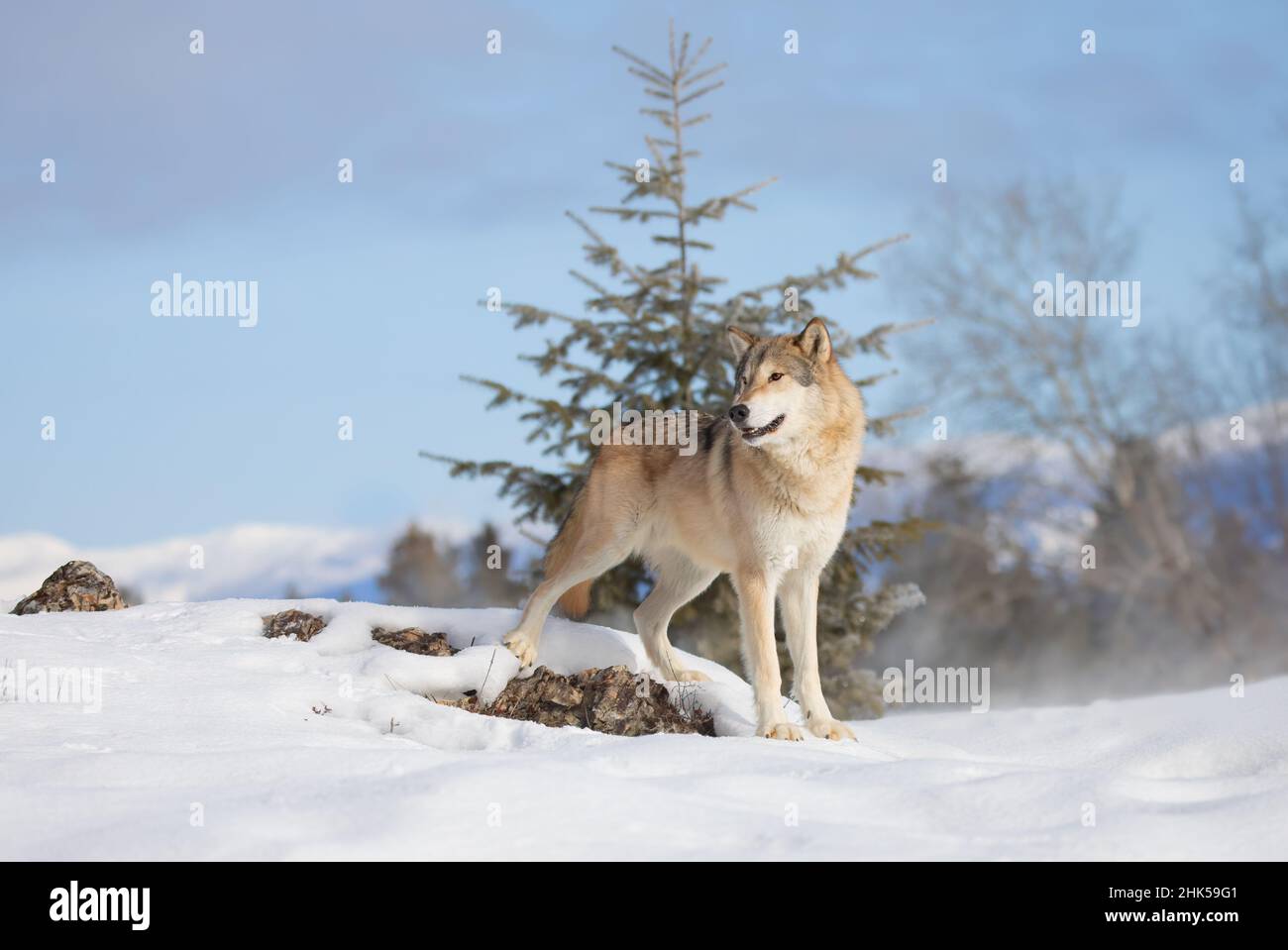 Tundra Wolf (Canis lupus albus) steht im Winterschnee mit den Bergen im Hintergrund Stockfoto