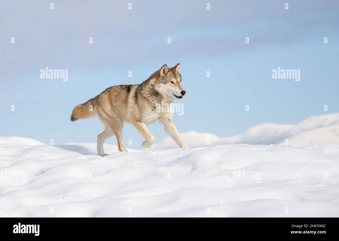 Tundra Wolf (Canis lupus albus) beim Wandern im Winterschnee mit den Bergen im Hintergrund Stockfoto