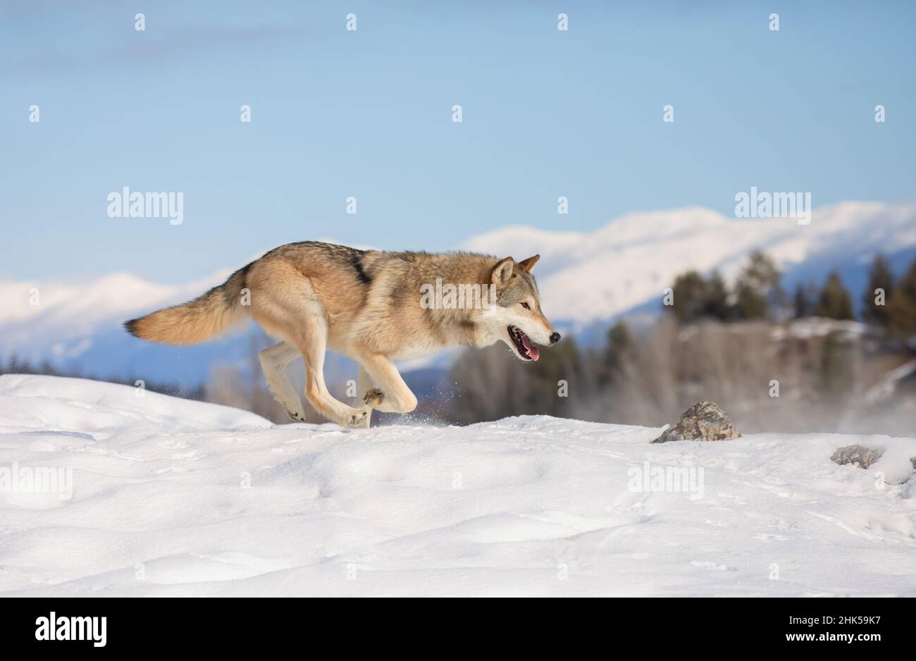 Tundra Wolf (Canis lupus albus) beim Wandern im Winterschnee mit den Bergen im Hintergrund Stockfoto