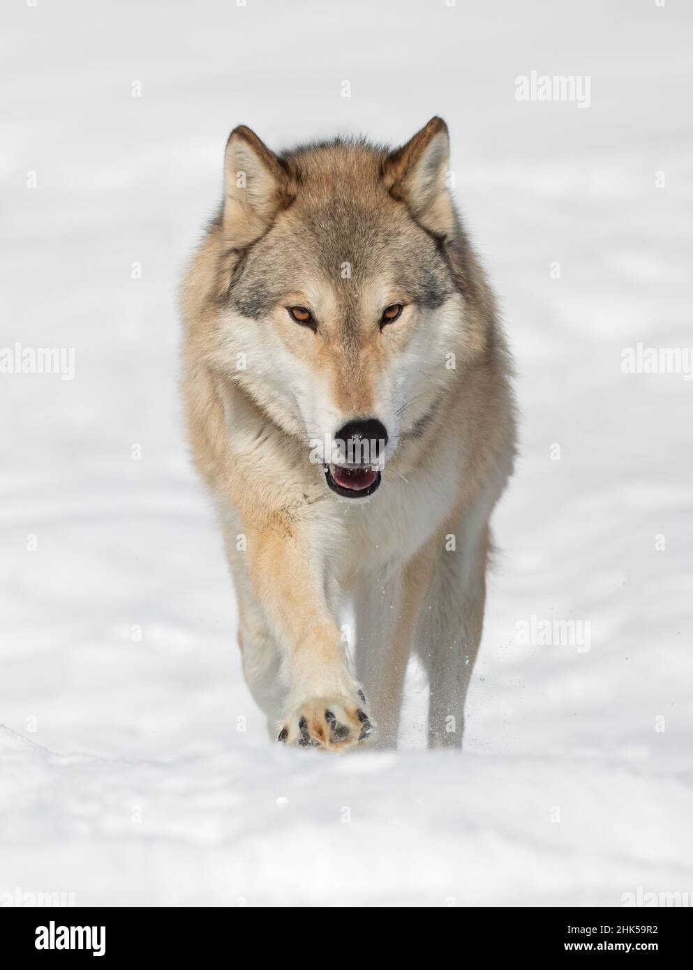 Tundra Wolf (Canis lupus albus) beim Wandern im Winterschnee mit den Bergen im Hintergrund Stockfoto
