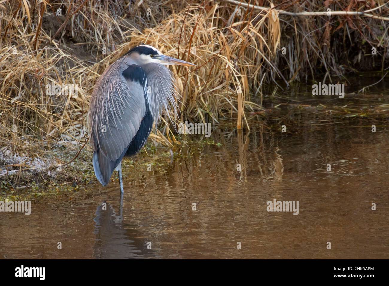 Blaureiher (Ardea herodias), Smith Rock State Park, Oregon Stockfoto