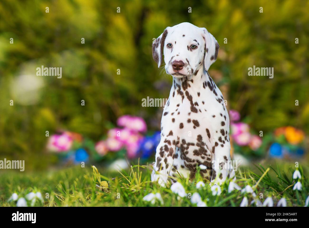 Dalmatinischer Welpe in einem Frühlingsgarten Stockfoto