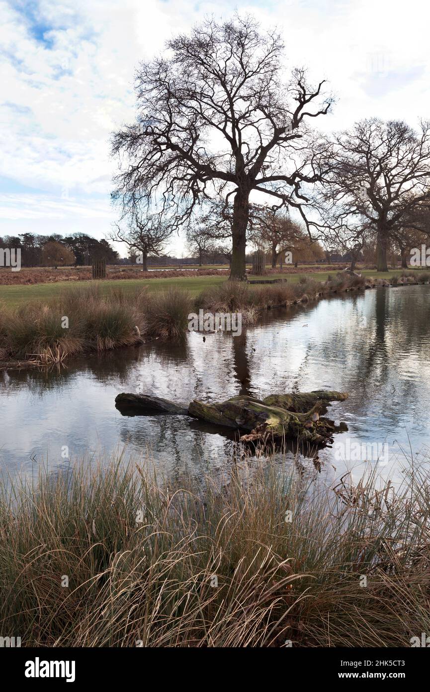 Frischer kalter Start in den Tag an den Bushy Park Ponds im Februar Stockfoto
