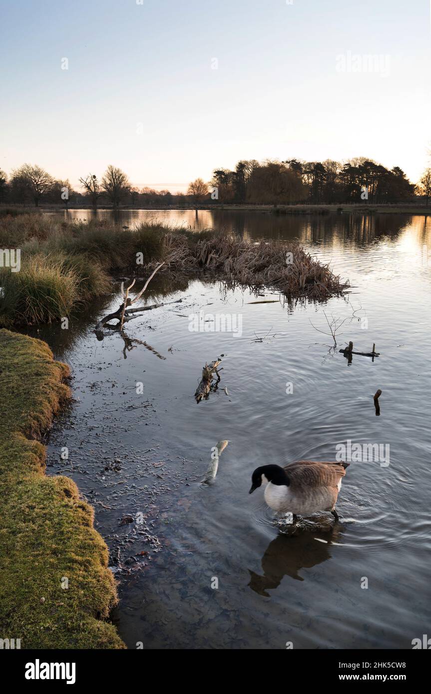 Am frühen Morgen Teich mit Gans im Vordergrund Stockfoto
