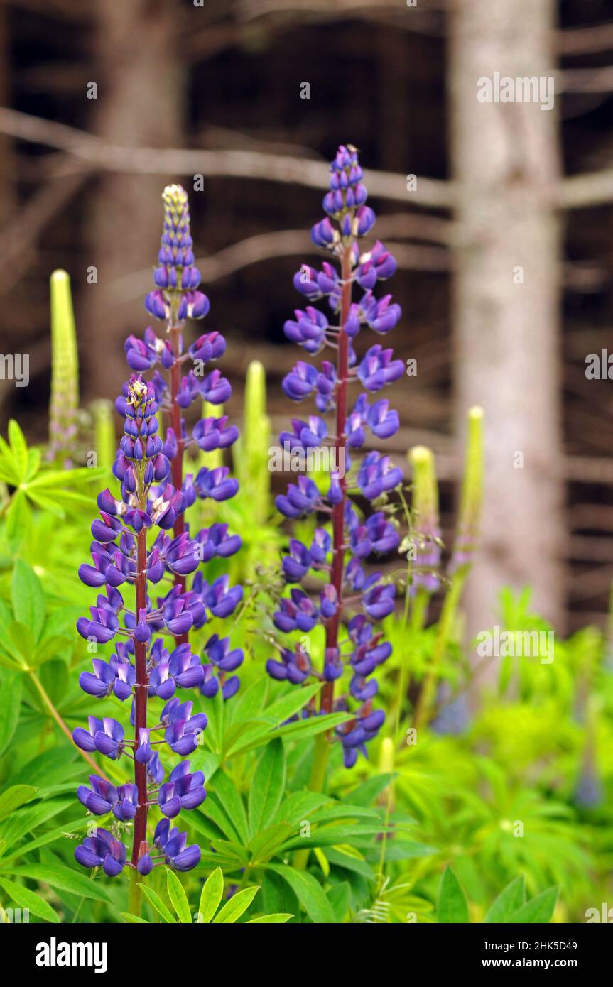 Bunte Lupinen blühen am Straßenrand in der Nähe von Bäumen auf Prince Edward Island. Stockfoto