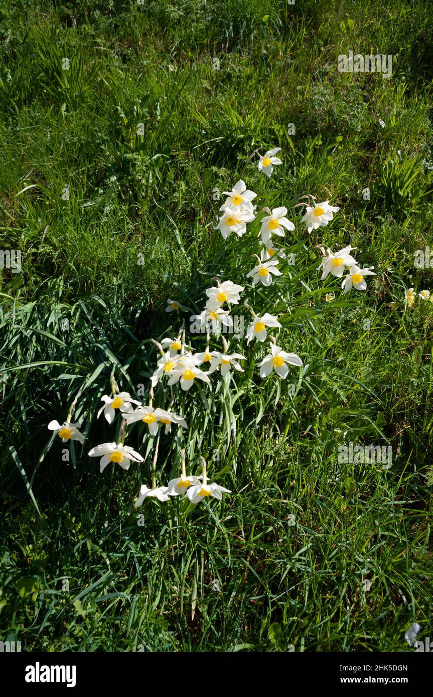 Narzissen, oder Narcissi, wachsen dort, wo sie im Gras auf einer Bank eingebürgert wurden. Stockfoto