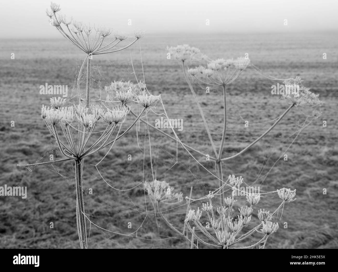 Anthriscus sylvestris, bekannt als Kuhpsilie, ist eine krautige zweijährige oder kurzlebige mehrjährige Pflanze in der Familie der Apiaceae. Es ist sehr häufig auf Wiese Stockfoto