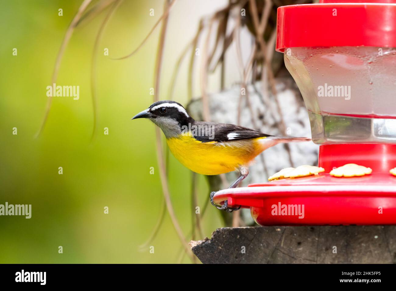 Farbenfrohe Aufnahme eines Bananaquit, Coereba flaveola, Vogels, der auf einem Kolibri-Futterhäuschen auf einem natürlichen Baumstumpf in einem Garten thront. Stockfoto