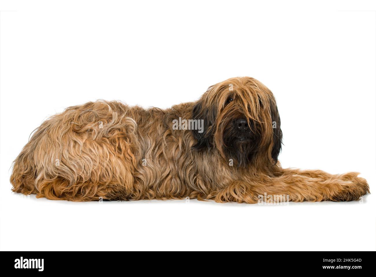 Briard Hund isoliert auf weiß Stockfoto