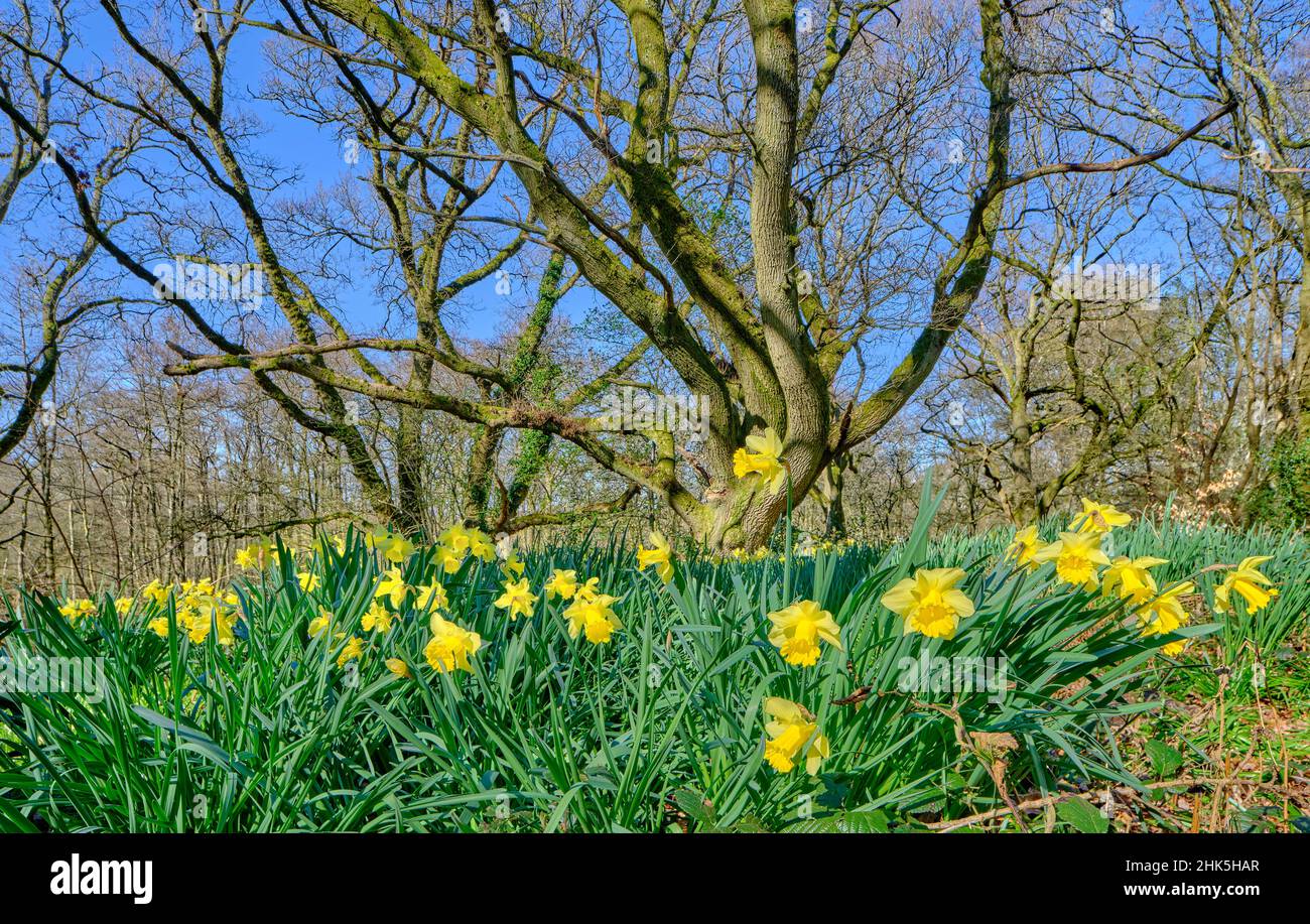 Eine große Anzahl von wilden Narzissen (Narcissus) wächst in einem Wald mit Bäumen im Hintergrund an einem hellen sonnigen Frühlingstag im April, England, Großbritannien Stockfoto