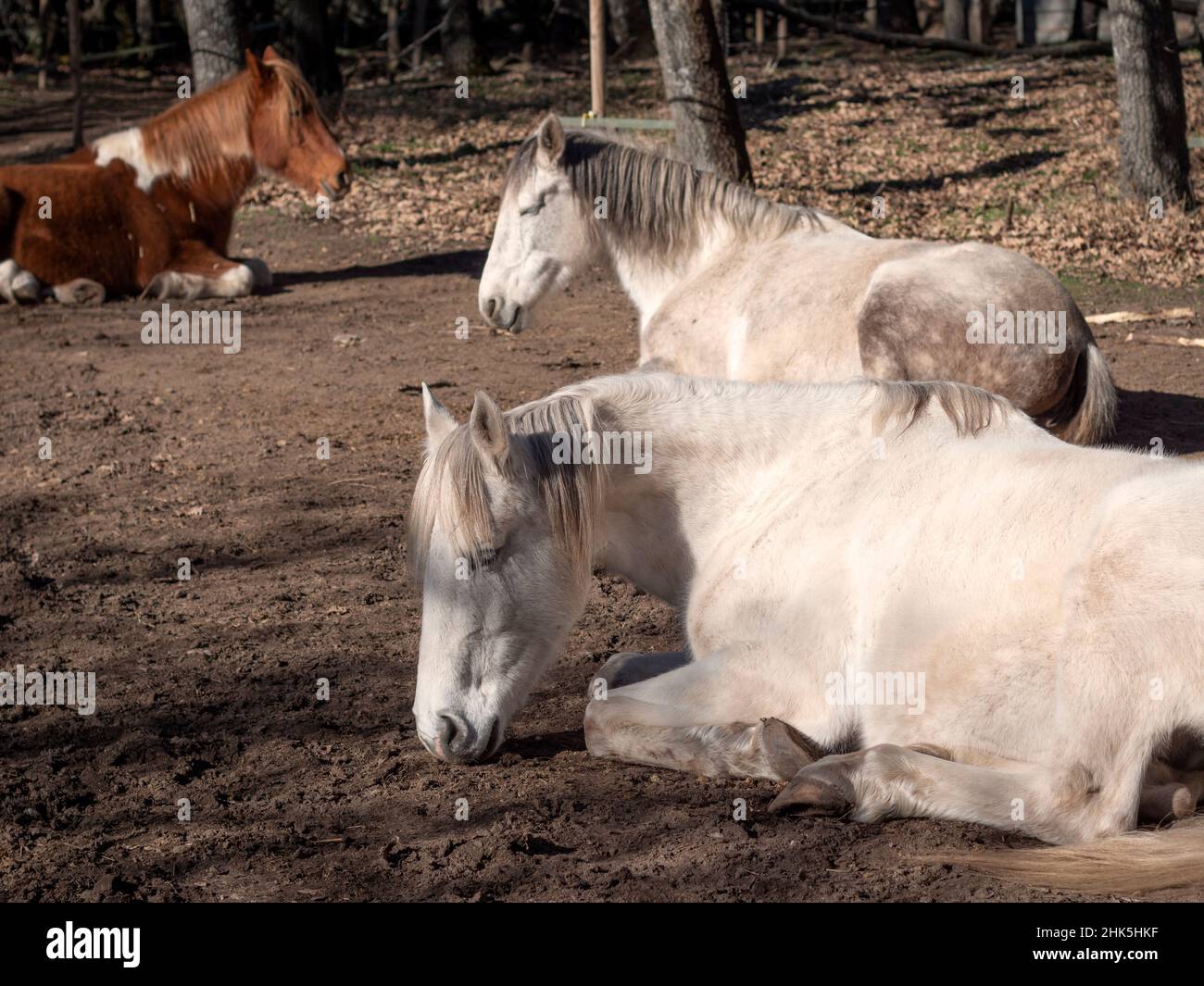 Weiße andalusische Stute, portugiesische Pferderasse und Kammstute, die in der Wintersonne schlafen. Stockfoto