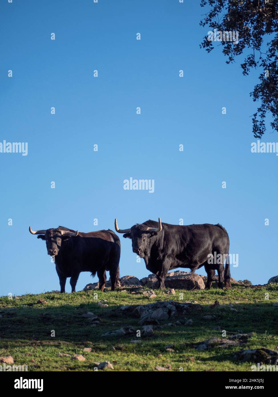 Ein paar spanische schwarze Bullen, die von einer Wiese aus auf die Kamera schauen. Stockfoto