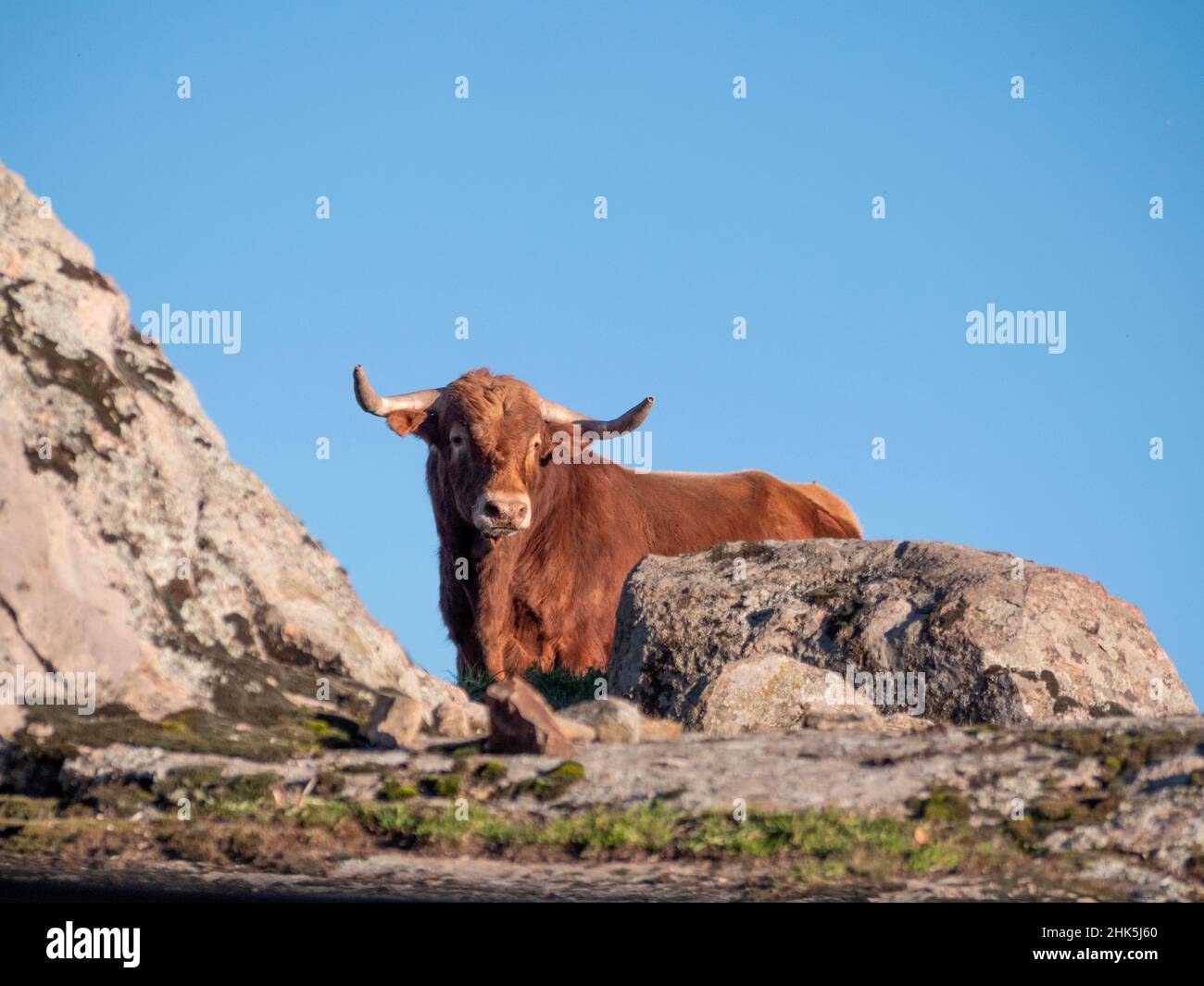 Orangefarbener spanischer Stier, der die Kamera von einigen Granitfelsen aus betrachtet. Stockfoto