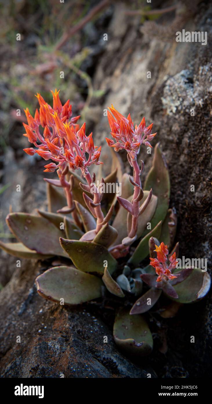 Hens and Chicks Canyon Live-Forever, Dudleya Cymosa, Nahaufnahme von Blumen an einem Felsen, von der Seite betrachtet. Diese rote Blume ist eine Sukkkulente. Stockfoto