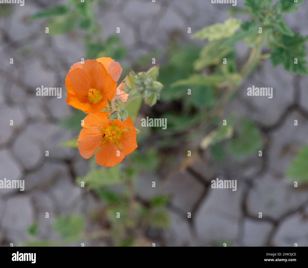 Wüstenglobemallow, Wildblume, in der Wüste von Südkalifornien, mit viel Kopierraum, selektiver Fokussierung, gegen zerbrochenen Boden Stockfoto