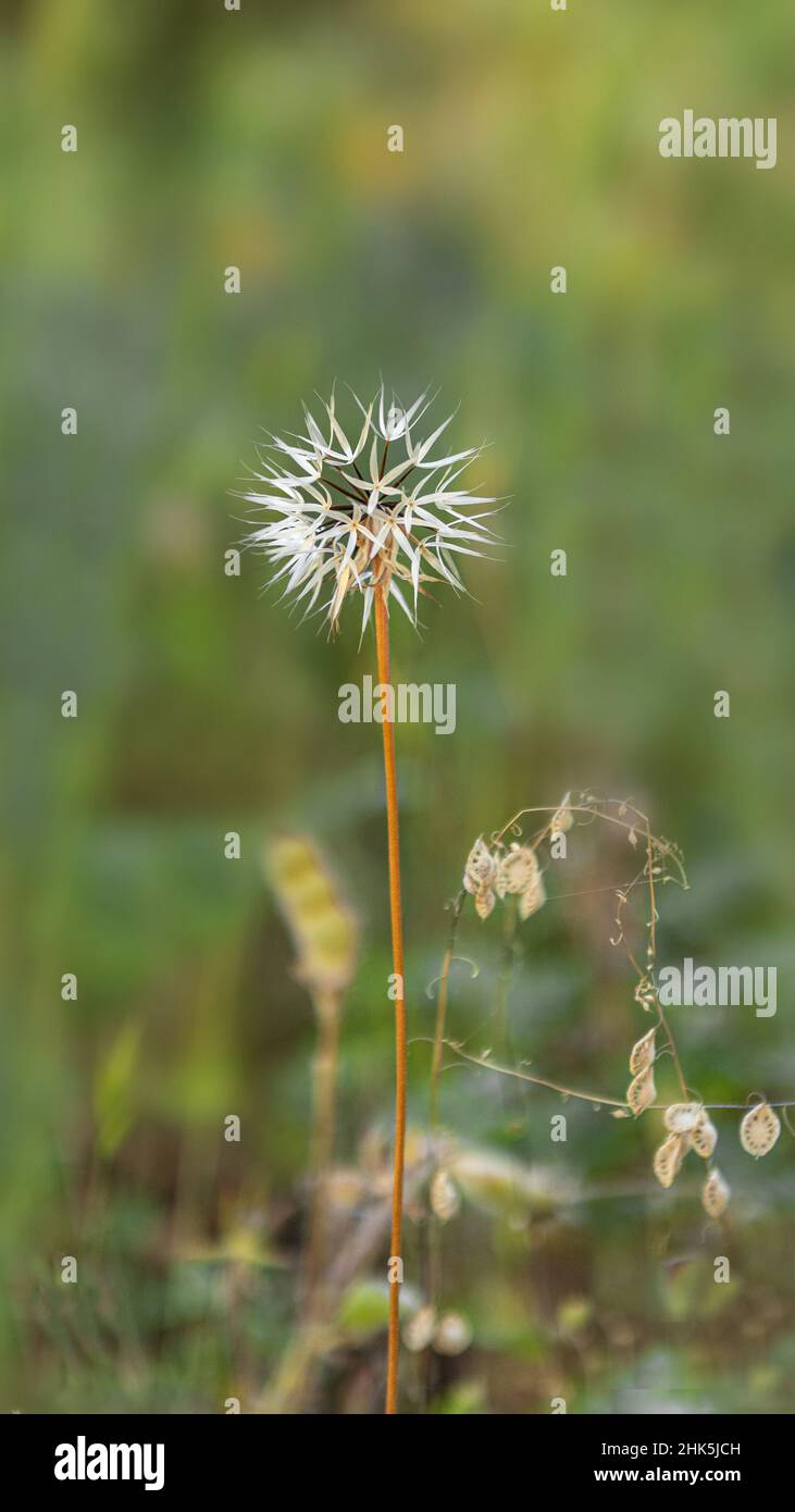 Silberne Puffs, Uropappus lindleyi, Nahaufnahme des Puffs vor einem glatten grünen Hintergrund, von der Seite betrachtet Stockfoto