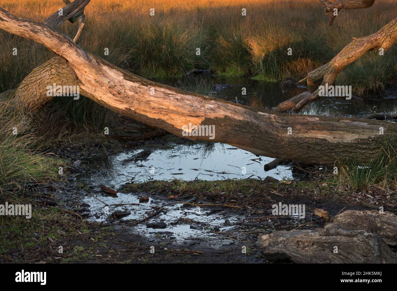 Bäume, die durch Überschwemmungen und Klimawandel beschädigt wurden Stockfoto