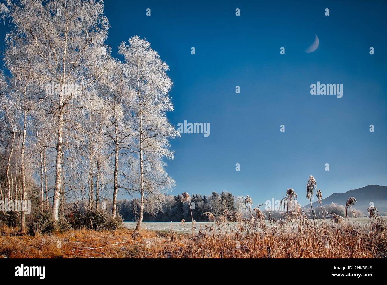 DE - BAYERN: Winter im Hoffilze Moor bei Bichl mit Stallauer Eck im Hintergrund Stockfoto