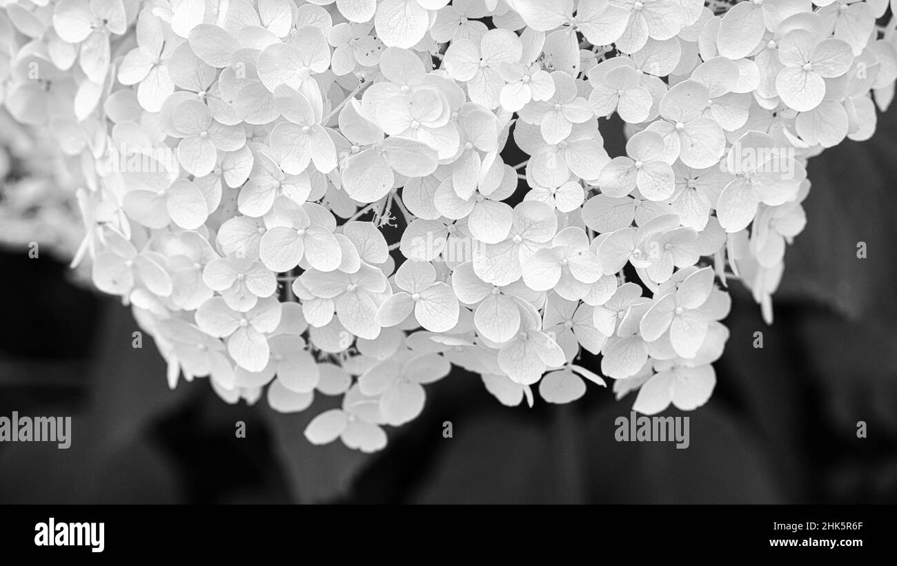 Weiße Blume mit vielen Blumen in schwarz und weiß dargestellt. Detail einer Pflanze mit vielen kleinen Blumen Stockfoto
