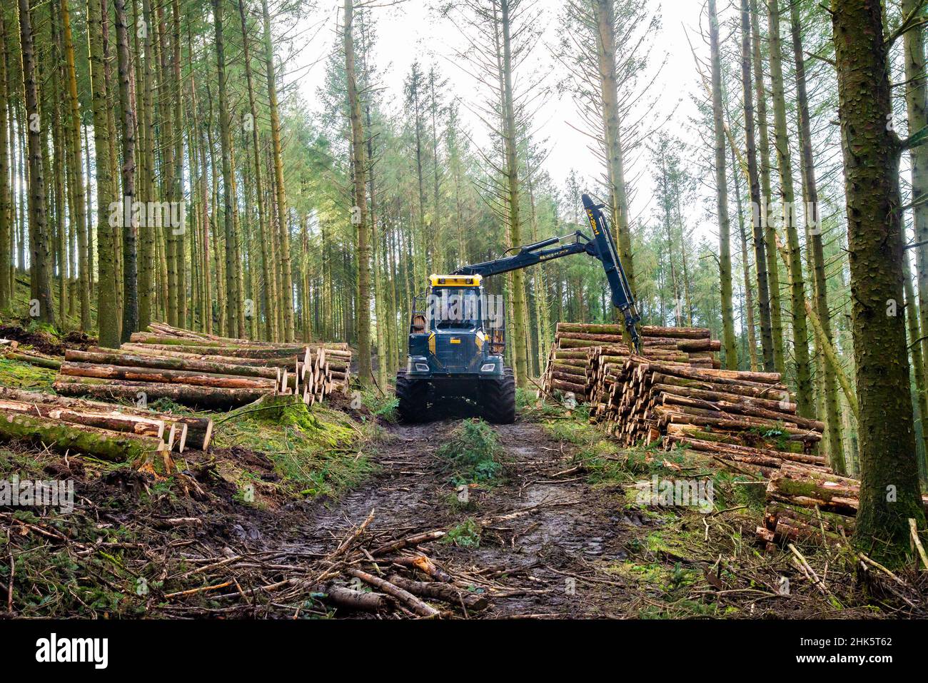 Ein Forwarder-Harvester von Ponsse Wisent, der an Beacon Fell, Preston, Lancashire, Großbritannien, arbeitet Stockfoto