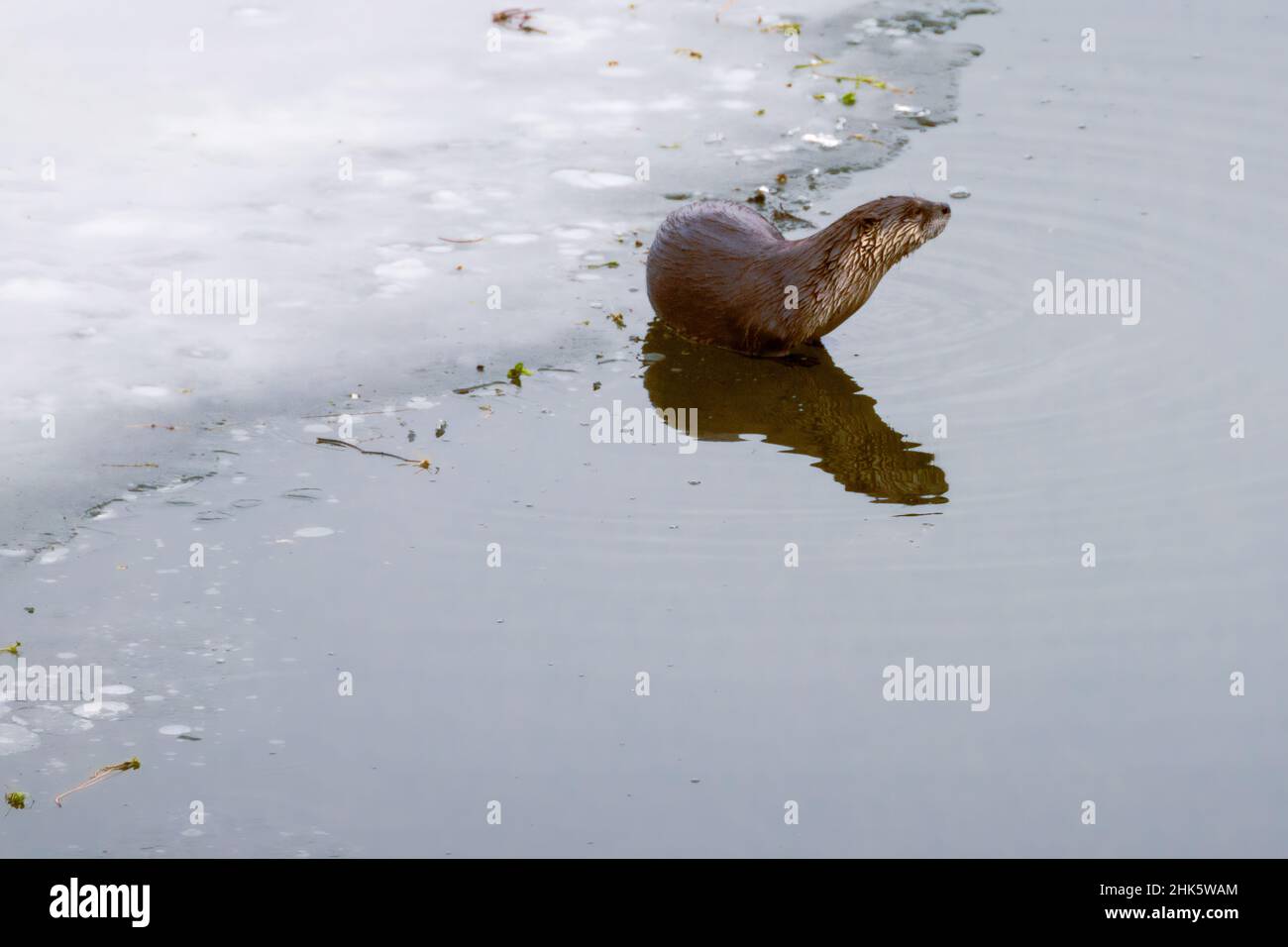Flussotter (Lontra canadensis) durch eine Eisschicht. Fotografiert am Lake Almanor in Plumas County, Kalifornien, USA. Stockfoto