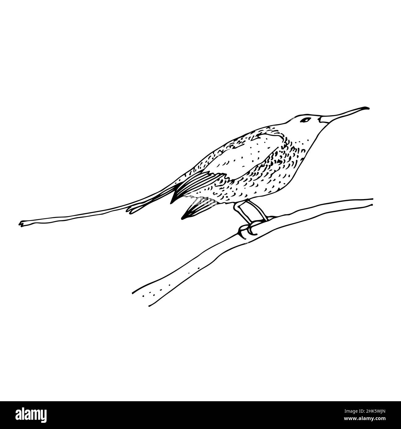 Sunbird Vektor-Illustration, Vogelfamilie Nectariniidae von Singvögeln, isoliert auf weißem Hintergrund Stock Vektor