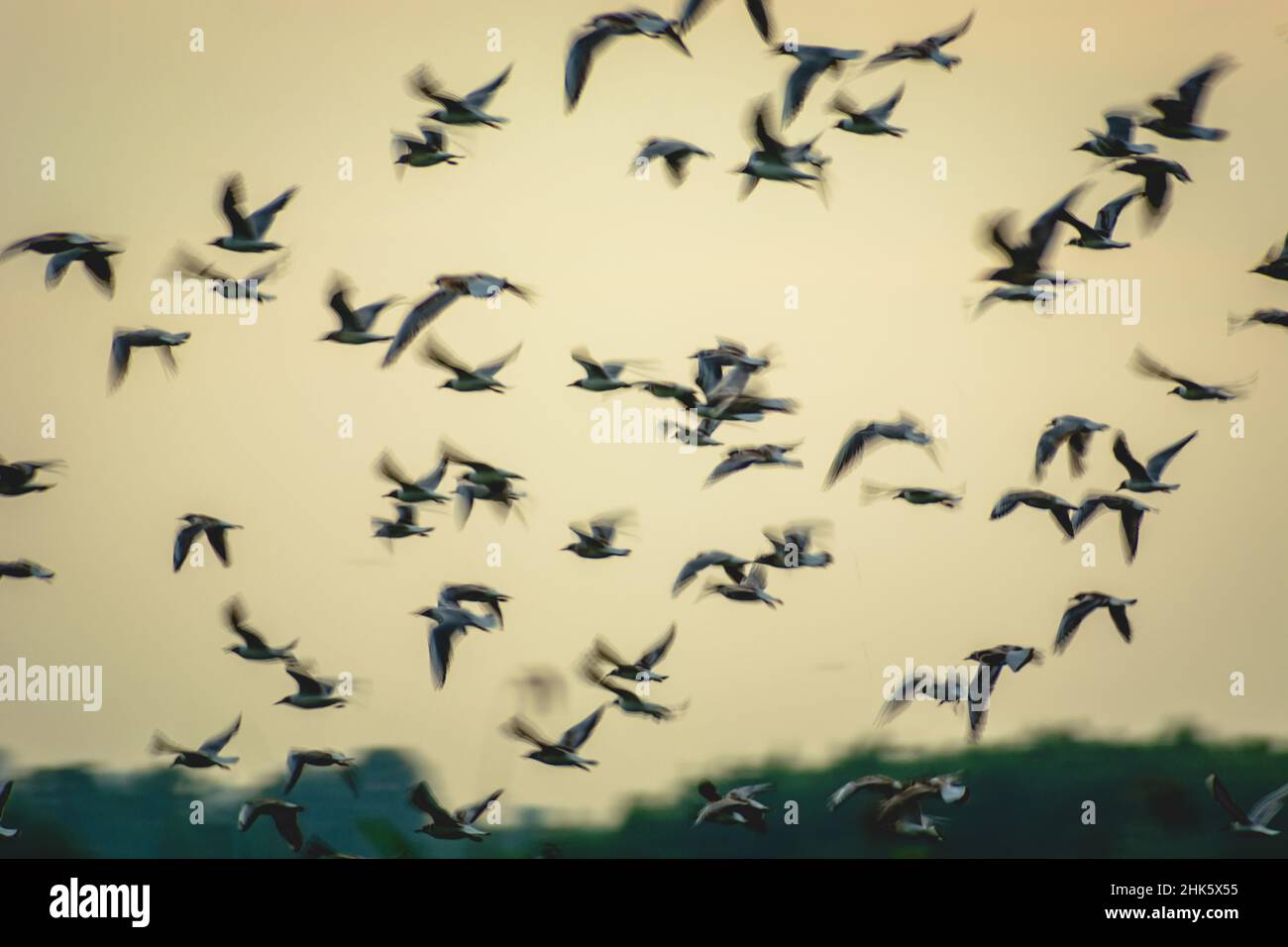 Eine Schar von Schwarzkopfmöwen im Flug - Unschärfe-Effekt Stockfoto