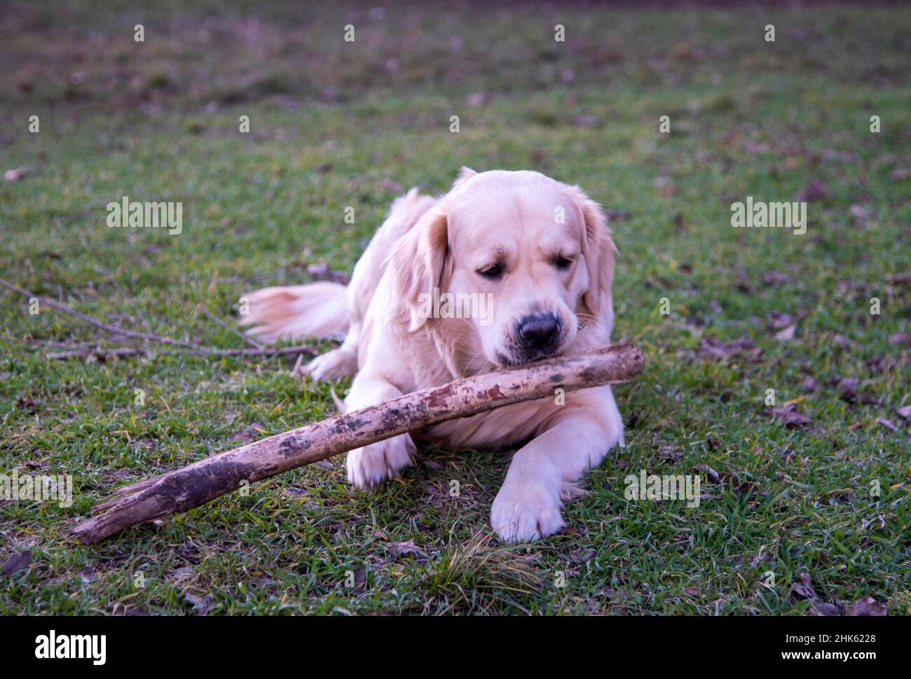 Ein Hund der Golden Retriever Rasse liegt mit einem Holzstock auf dem grünen Gras und nagt daran Stockfoto