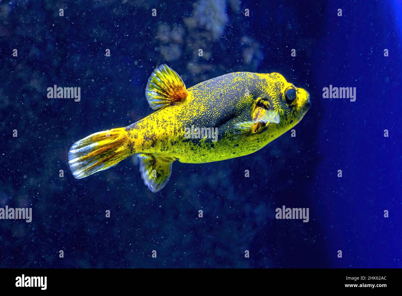 Schwarzfleckiger Kugelfisch oder Hundegesichtige Kugelfische im Aquarium. Arothron nigropunctatus Arten der Familie Tetraodontidae. Leben im Indischen Ozean und der Stockfoto