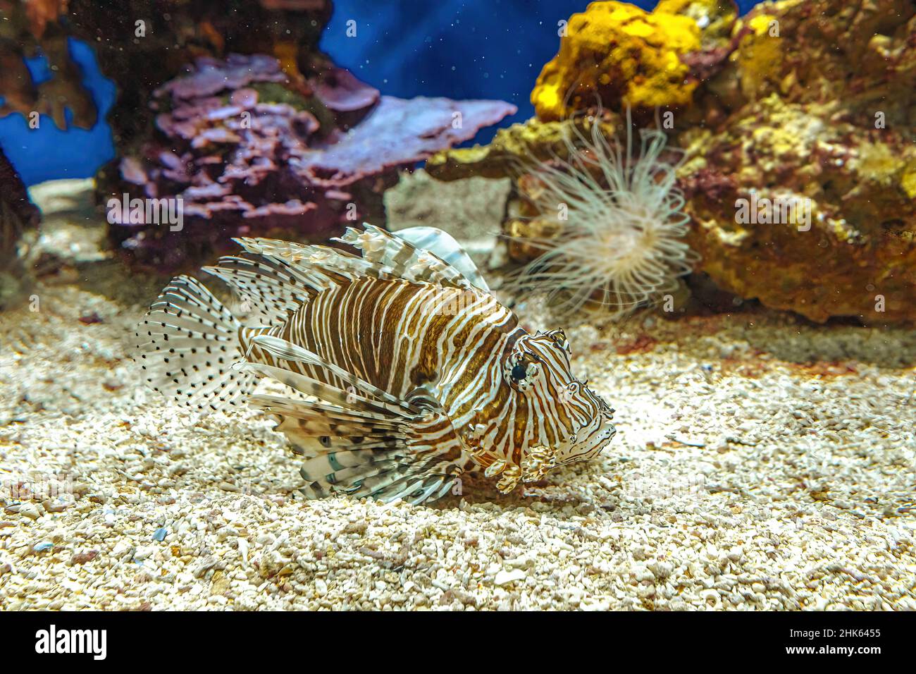 Nahaufnahme eines Lionfisches Aquarium mit giftigen Flossen in Korallentiefe. Giftige Raubfische der Pterois Miles-Arten, die im Indo-Pazifik und in der Region beheimatet sind Stockfoto