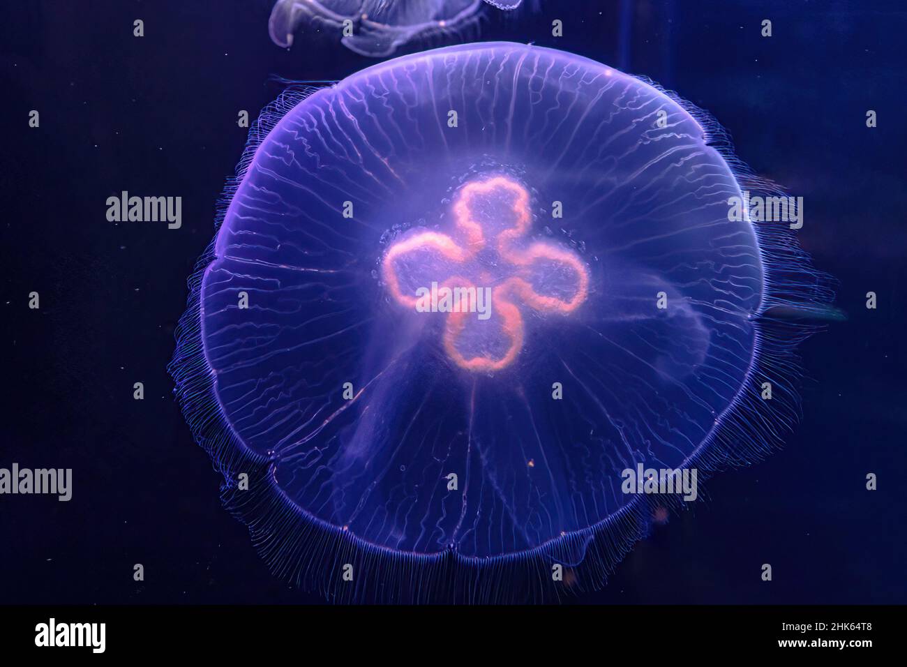 Hintergrund der Mondquallen des Aquariums, die im Wasser schwimmen. Aurelia aurita Arten, die in tropischen Gewässern des Indischen, Pazifischen und Atlantischen Ozeans leben Stockfoto