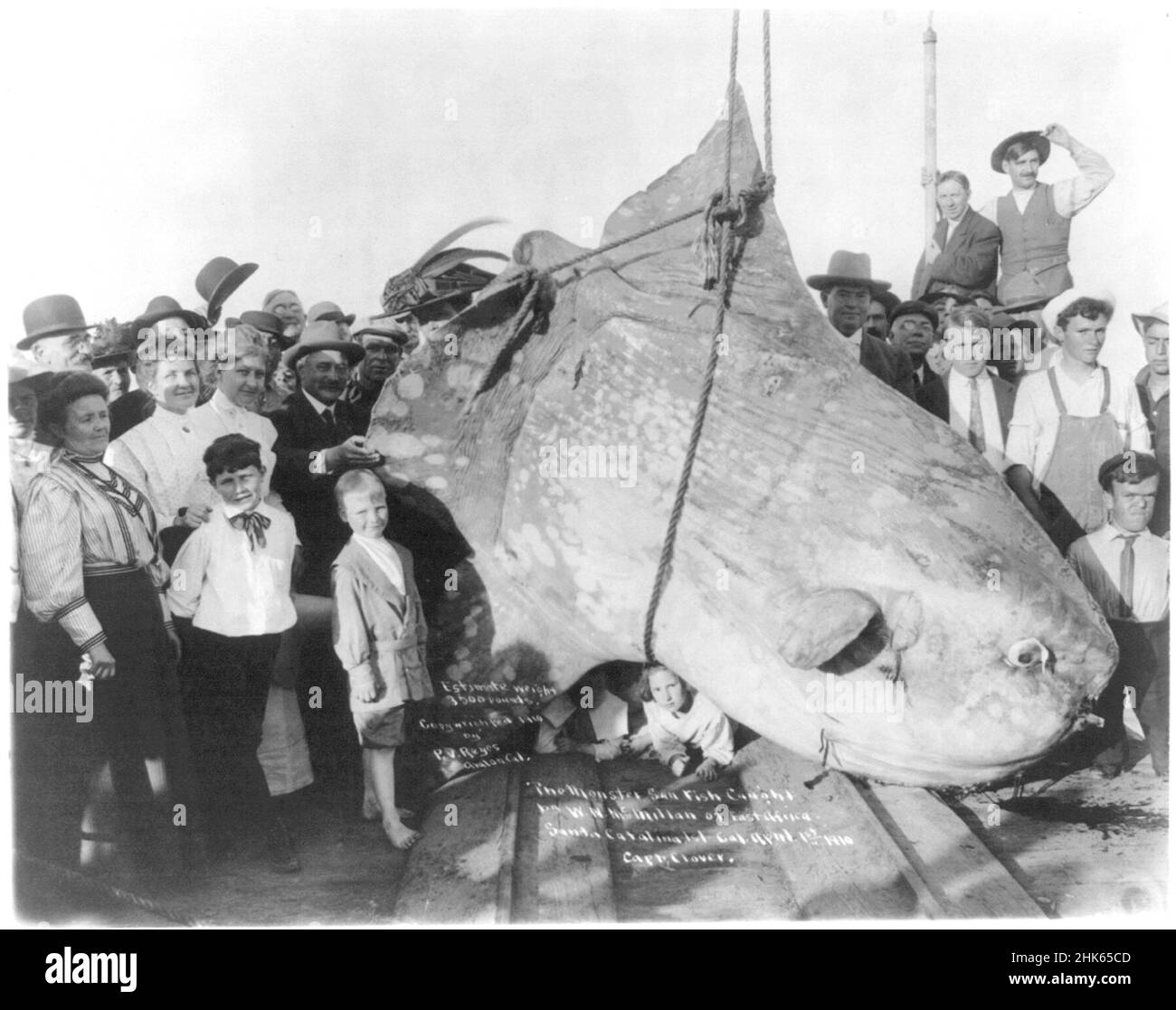 Sonnenfisch von W.N. gefangen McMillan aus E. Africa, auf Santa Catalina Isle., Kalifornien, 1st. April 1910. Geschätztes Gewicht. 3500 lbs - das Fleisch ist insipid Stockfoto