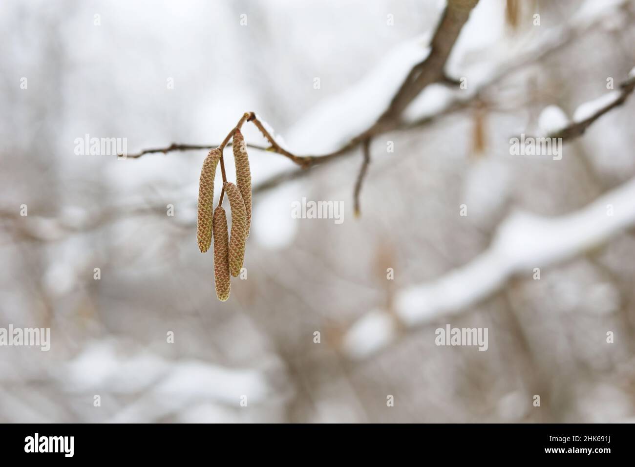Haselkätzchen auf einem mit Schnee und Eis bedeckten Ast. Wald im Winter, Frostwetter Stockfoto